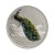 Palau 5 Dollars 2009 r. Ag Paw Rewers